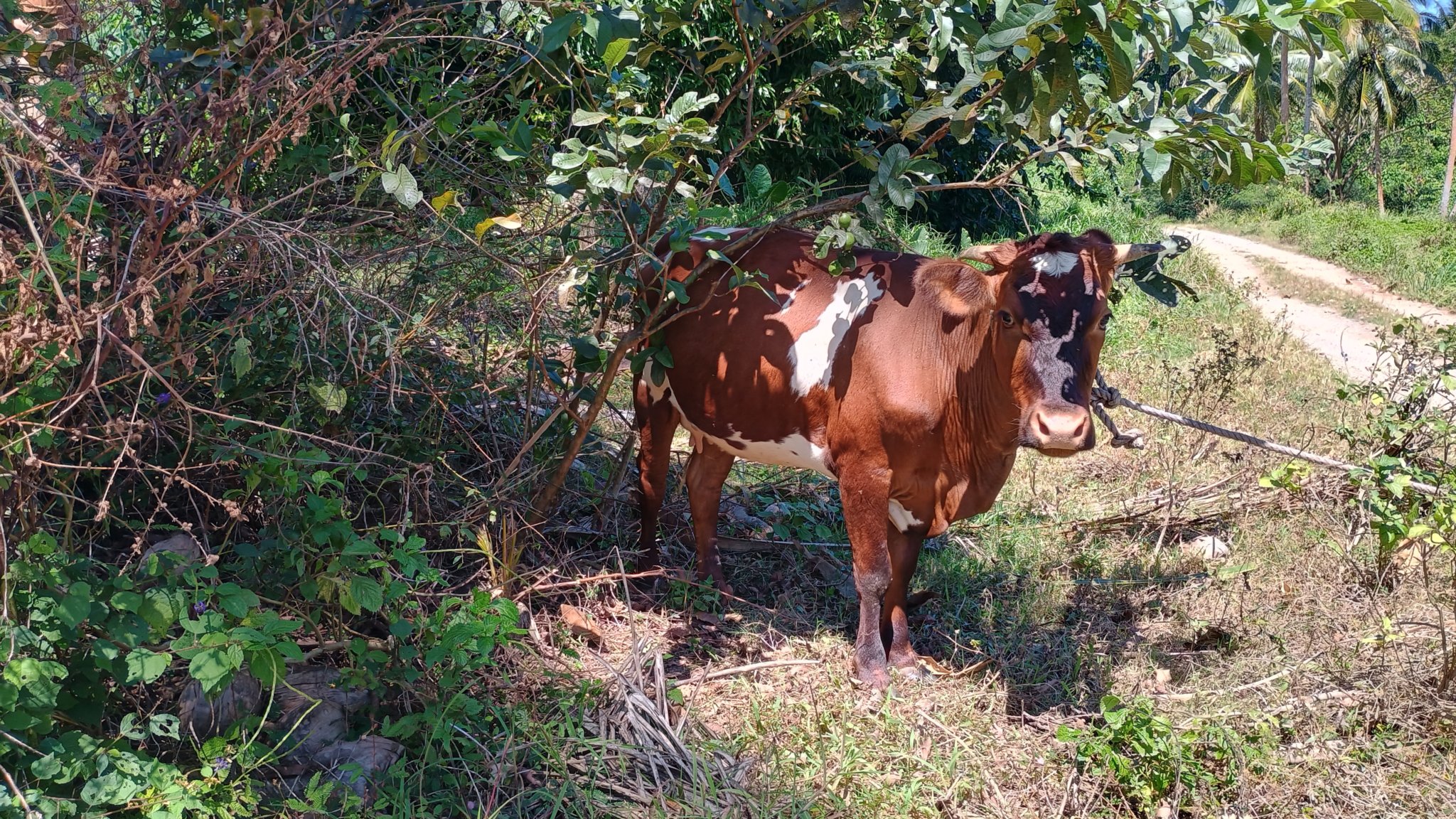  🇫🇯️ Daliconi Malaka Bay images/2024/dali/plan3.jpg