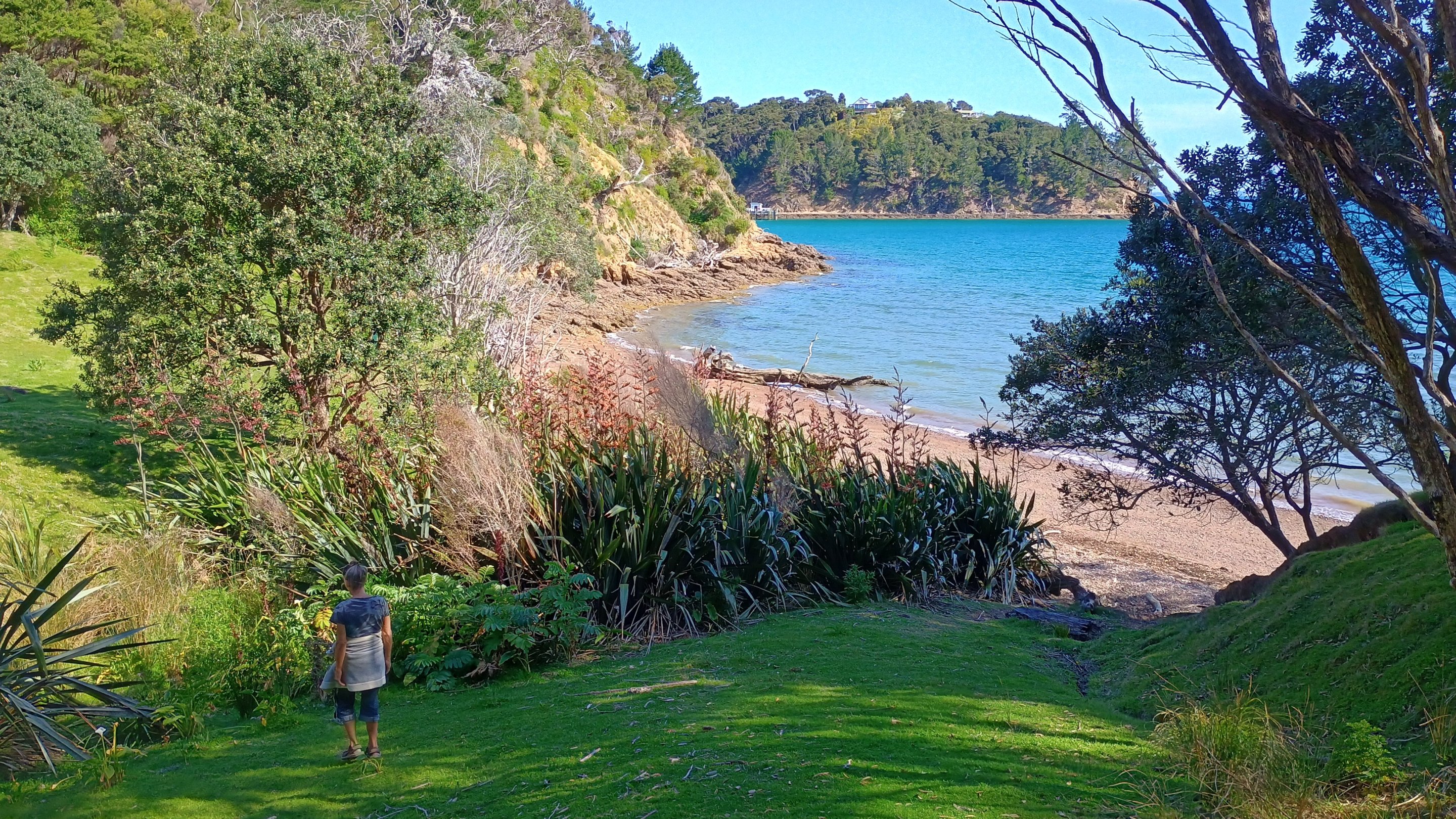  🇳🇿️ Kawau, Coromandel and Woolshed bay images/2024/nz1/k1.jpg