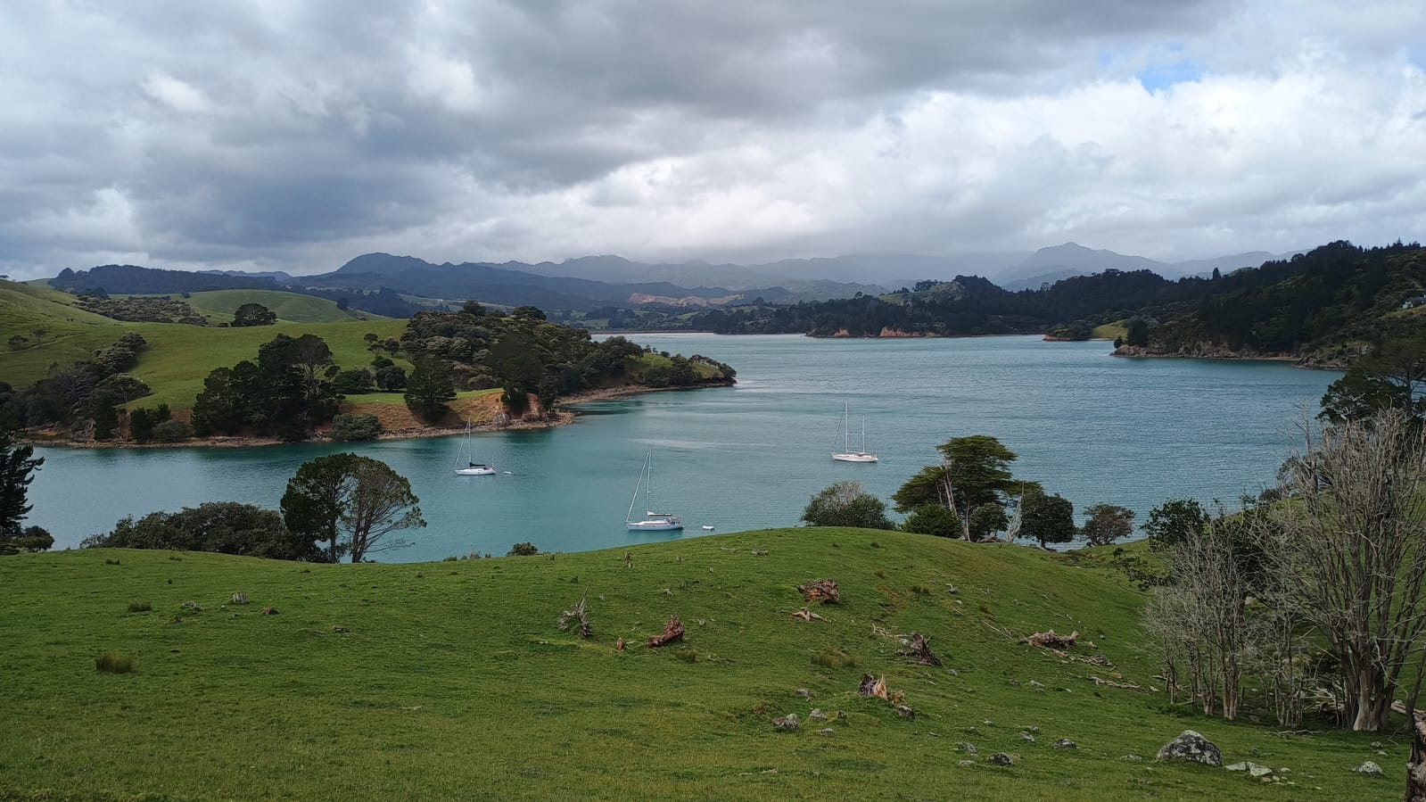  🇳🇿️ Kawau, Coromandel and Woolshed bay images/2024/nz1/tek.jpg