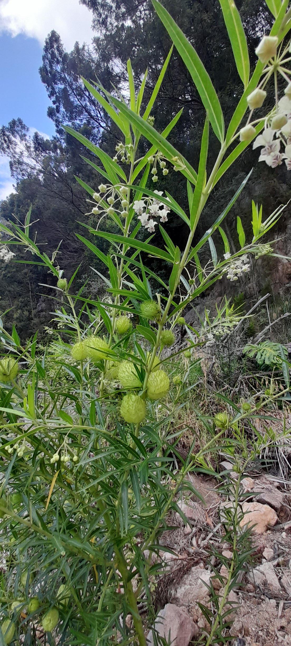  🇳🇿️ Tauranga and the bay of Plenty images/2024/tau/plant.jpg