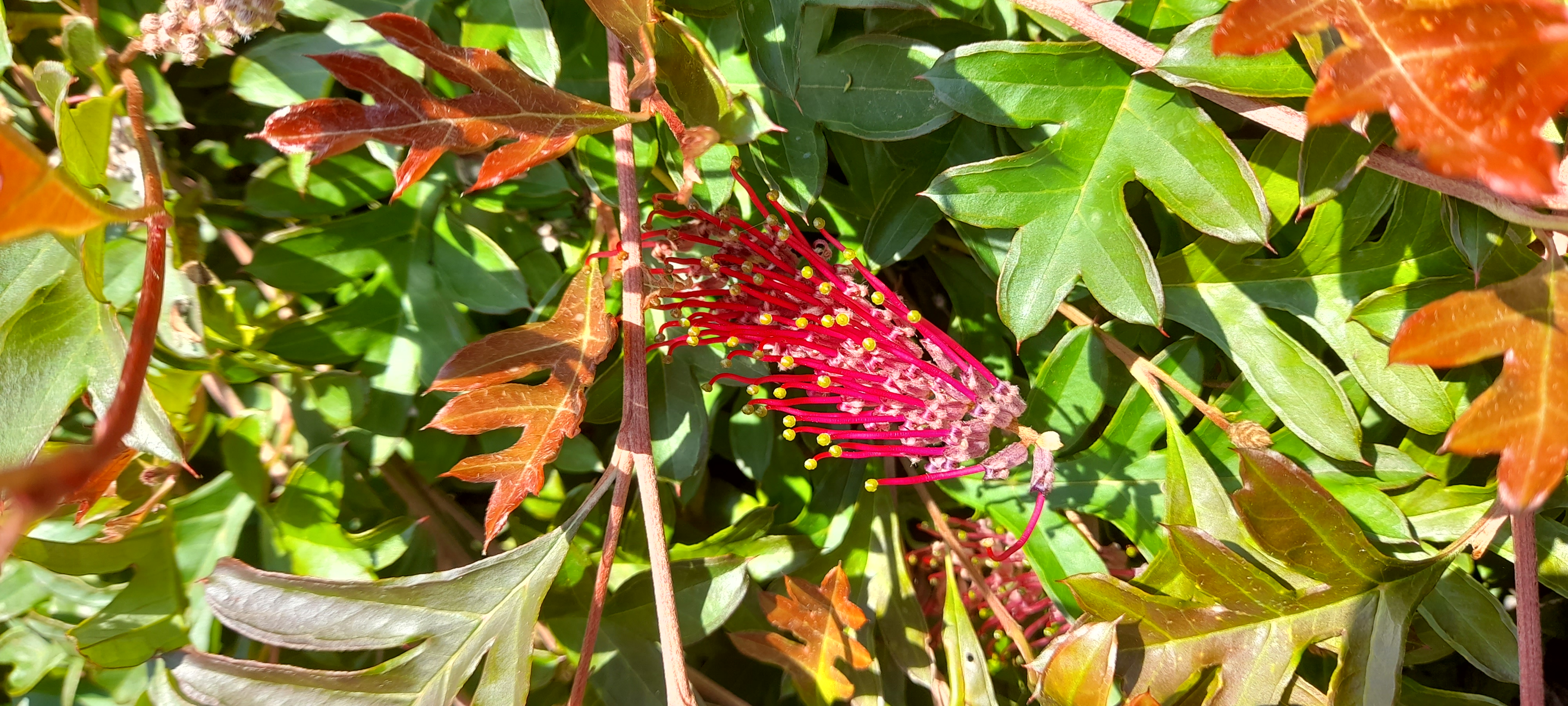  🇳🇿️ Tauranga and the bay of Plenty images/2024/tau/plant1.jpg