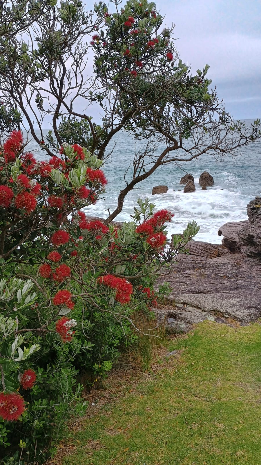  🇳🇿️ Tauranga and the bay of Plenty images/2024/tau/poh.jpg