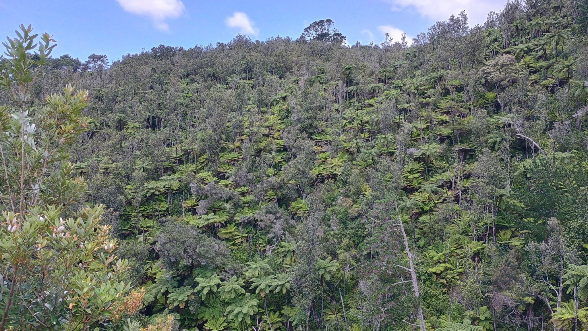  🇳🇿️ Tauranga and the bay of Plenty images/2024/tau/tp2.jpg