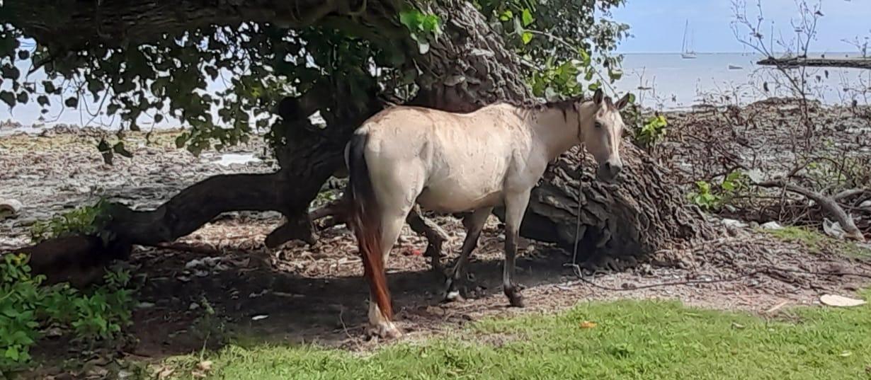  🇹🇴️ Yes it exists..an island without money! images/2024/ton/horse.jpg